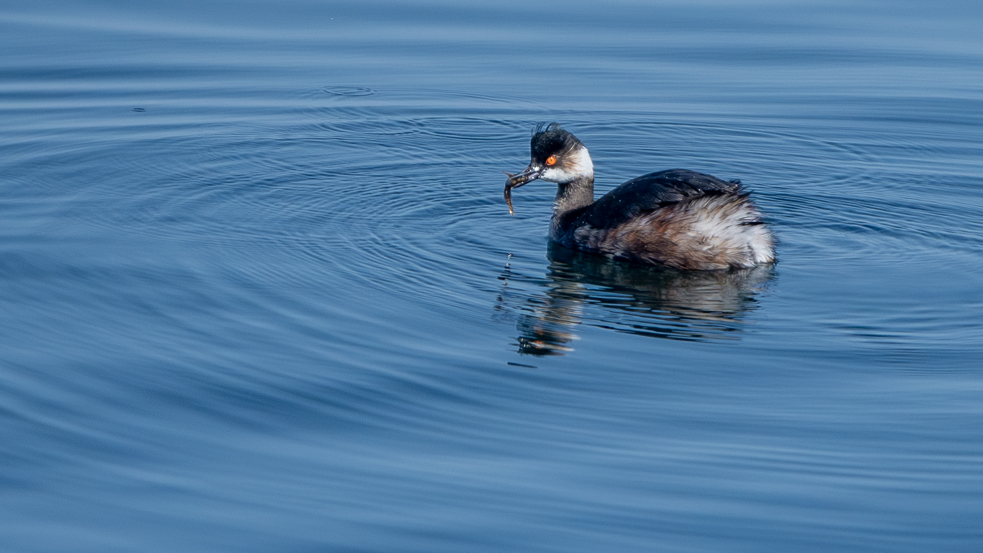 Eared Grebe